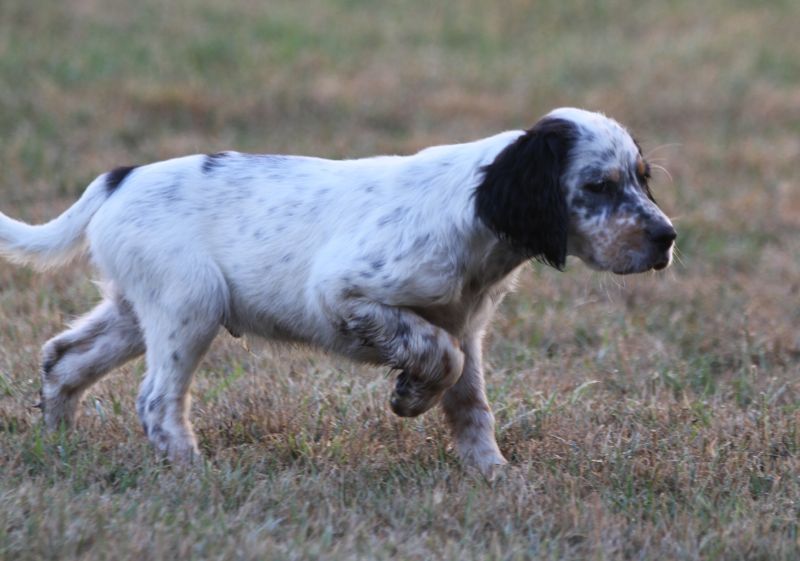 de Roc Mignon - Chiot disponible  - Setter Anglais