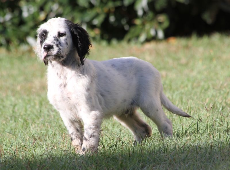 de Roc Mignon - Chiot disponible  - Setter Anglais