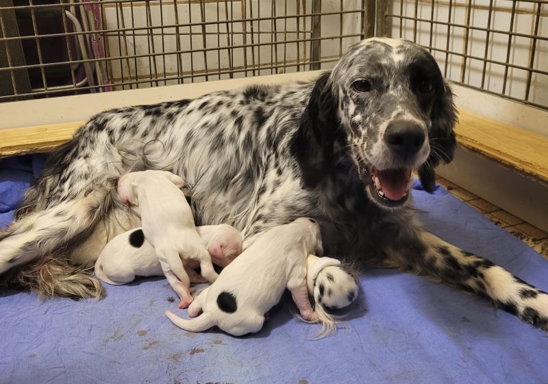 chiot Setter Anglais de Roc Mignon