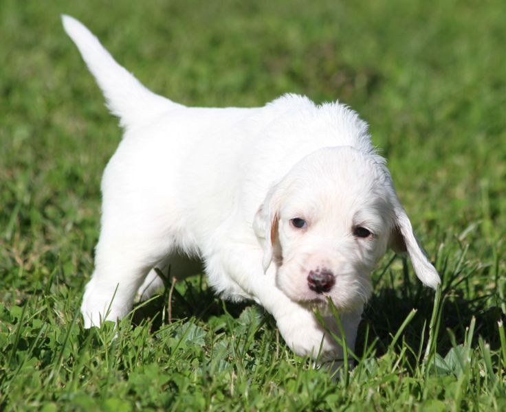 de Roc Mignon - Chiots disponibles - Setter Anglais