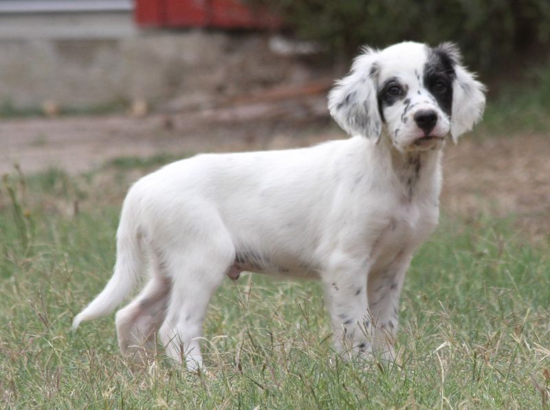 de Roc Mignon - Chiots disponibles - Setter Anglais