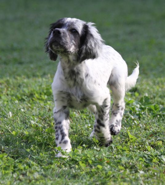 de Roc Mignon - Chiots disponibles - Setter Anglais