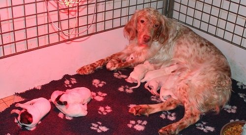 Chiot Setter Anglais de Roc Mignon
