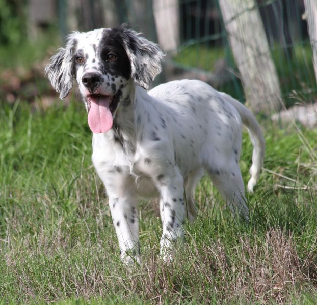 de Roc Mignon - Setter Anglais - Portée née le 22/06/2025
