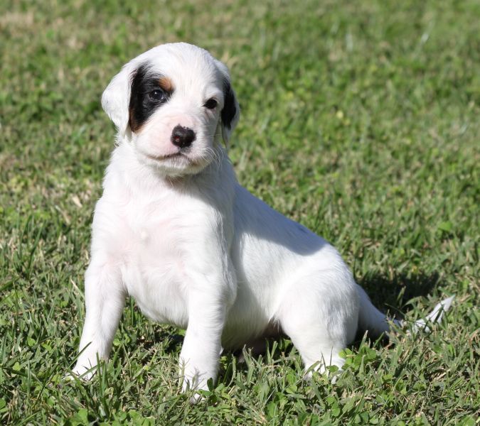 de Roc Mignon - Chiots disponibles - Setter Anglais