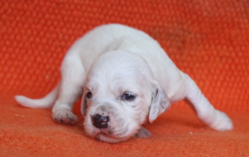 de Roc Mignon - Chiots disponibles - Setter Anglais