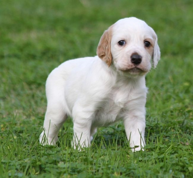 de Roc Mignon - Setter Anglais - Portée née le 04/10/2025