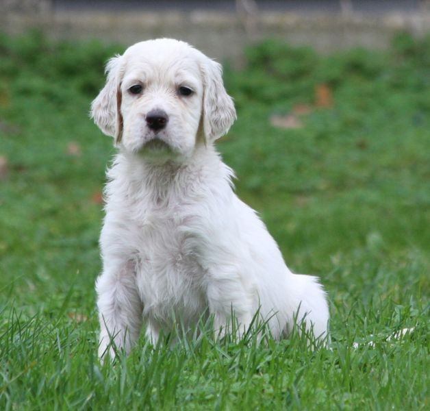 de Roc Mignon - Chiots disponibles - Setter Anglais