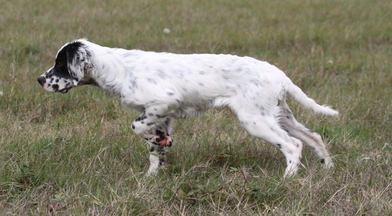 de Roc Mignon - Chiots disponibles - Setter Anglais