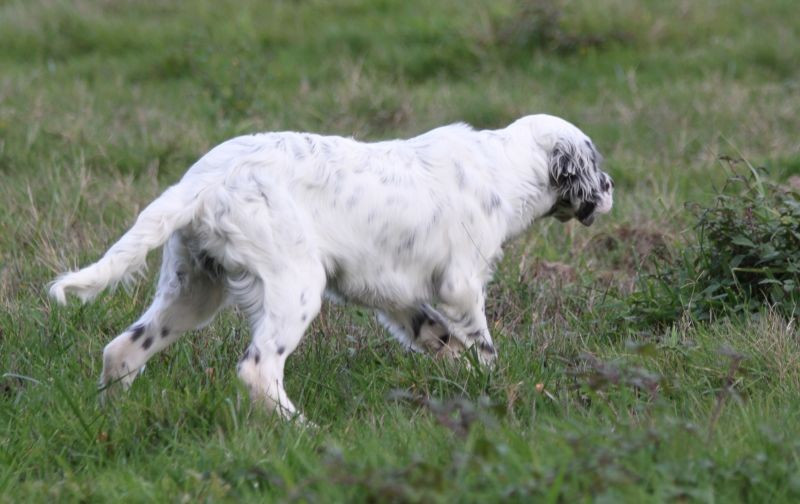 de Roc Mignon - Chiots disponibles - Setter Anglais