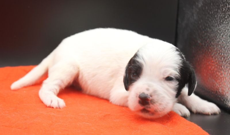 de Roc Mignon - Chiots disponibles - Setter Anglais