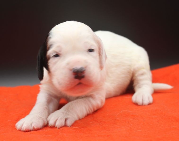 de Roc Mignon - Chiots disponibles - Setter Anglais