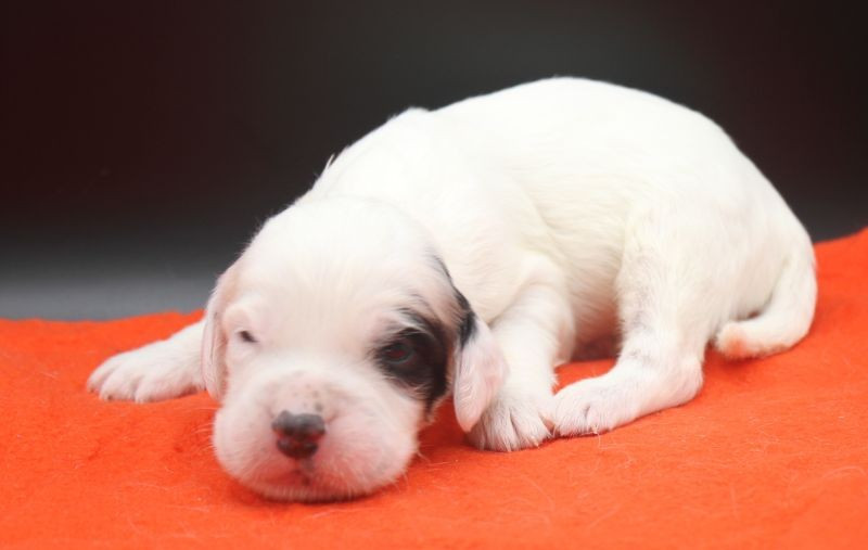 de Roc Mignon - Chiots disponibles - Setter Anglais