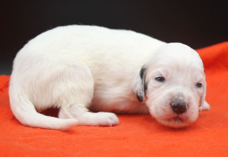 de Roc Mignon - Chiots disponibles - Setter Anglais
