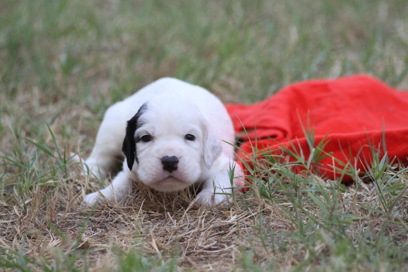 de Roc Mignon - Chiots disponibles - Setter Anglais
