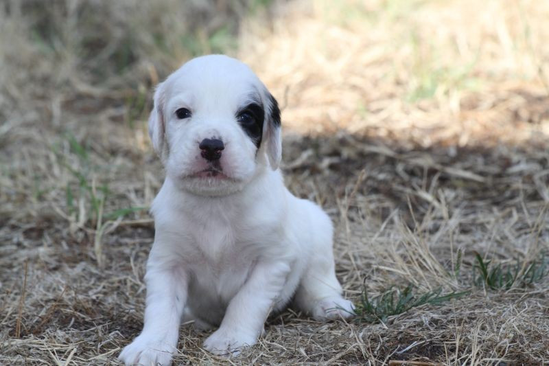 de Roc Mignon - Chiots disponibles - Setter Anglais