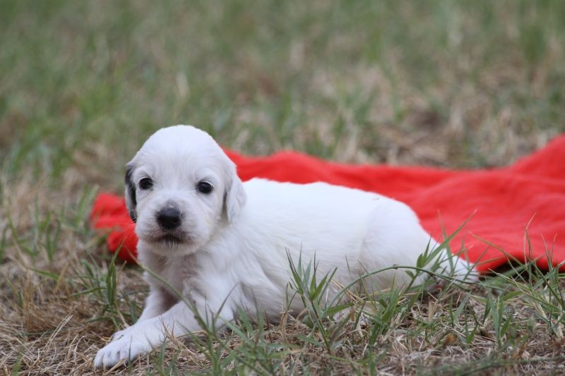 de Roc Mignon - Chiots disponibles - Setter Anglais
