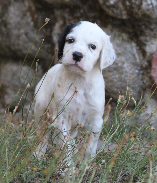 de Roc Mignon - Chiots disponibles - Setter Anglais