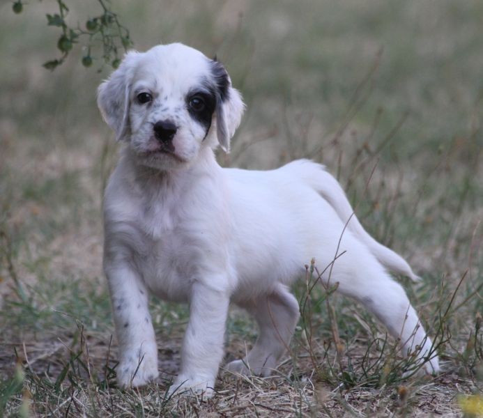 de Roc Mignon - Chiots disponibles - Setter Anglais