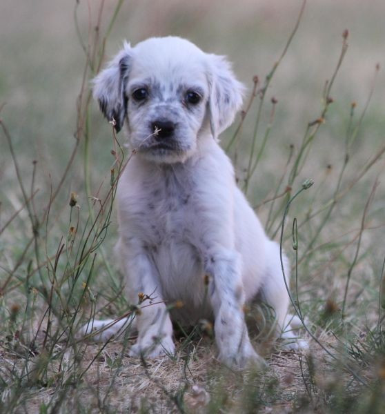 de Roc Mignon - Chiots disponibles - Setter Anglais
