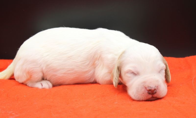 de Roc Mignon - Chiots disponibles - Setter Anglais