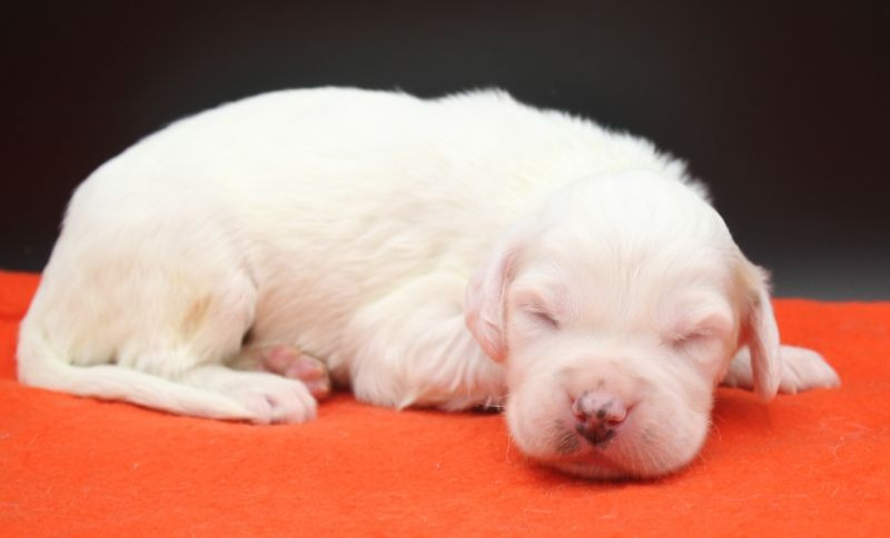 de Roc Mignon - Chiots disponibles - Setter Anglais