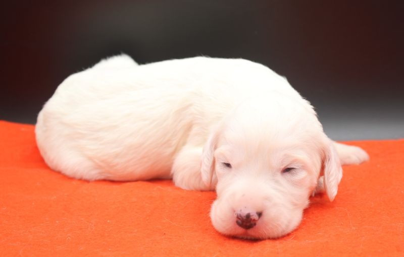 de Roc Mignon - Chiots disponibles - Setter Anglais