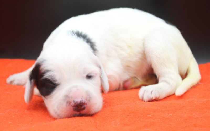 de Roc Mignon - Chiots disponibles - Setter Anglais
