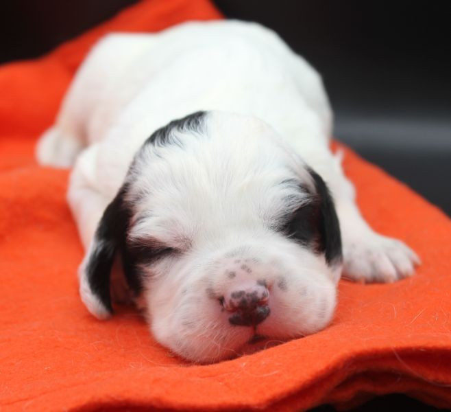 de Roc Mignon - Chiots disponibles - Setter Anglais