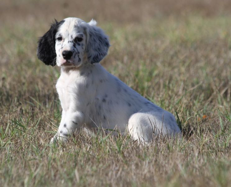 de Roc Mignon - Chiots disponibles - Setter Anglais