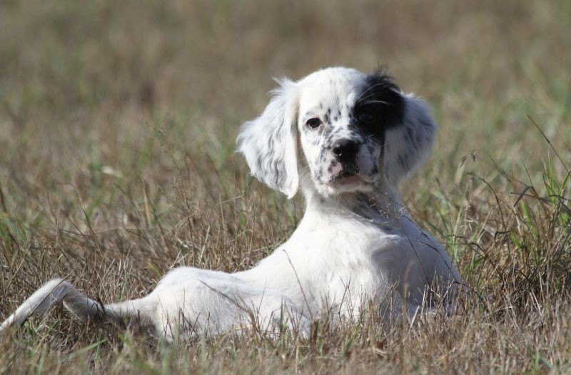 de Roc Mignon - Chiots disponibles - Setter Anglais