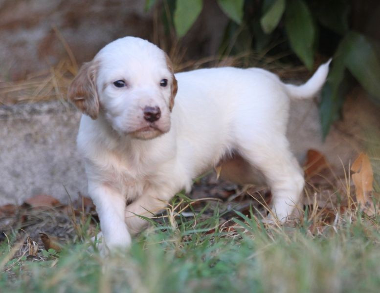 de Roc Mignon - Chiots disponibles - Setter Anglais