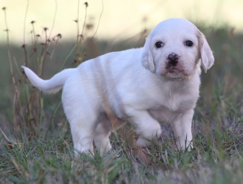 de Roc Mignon - Chiots disponibles - Setter Anglais