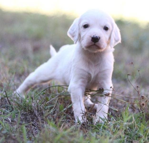 de Roc Mignon - Chiots disponibles - Setter Anglais