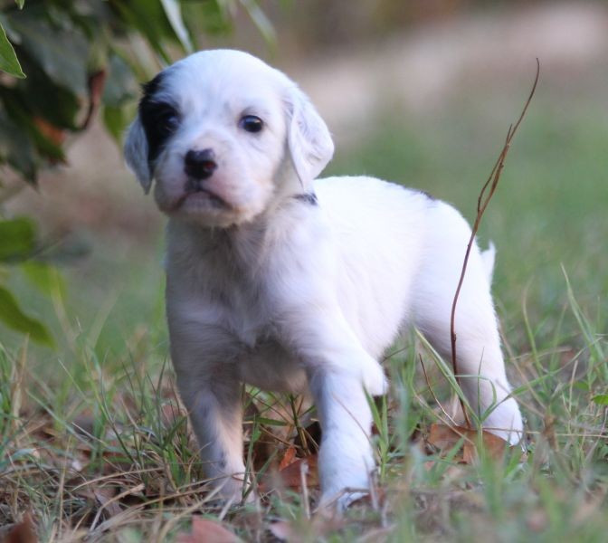 de Roc Mignon - Chiots disponibles - Setter Anglais