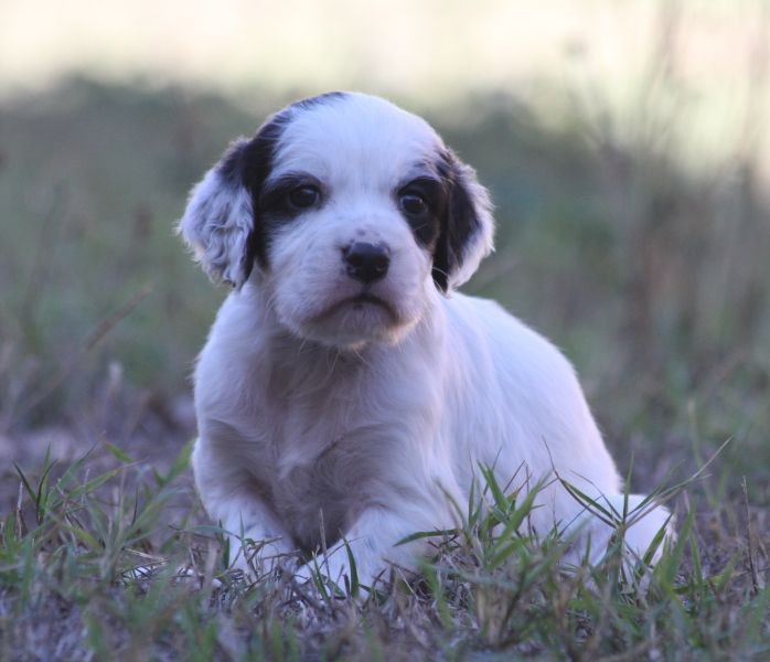 de Roc Mignon - Chiots disponibles - Setter Anglais