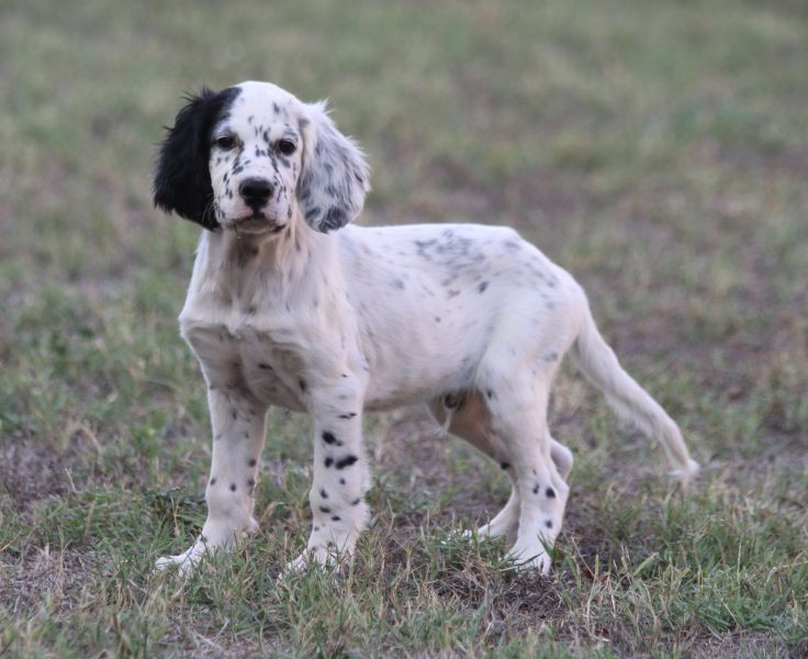 de Roc Mignon - Chiots disponibles - Setter Anglais