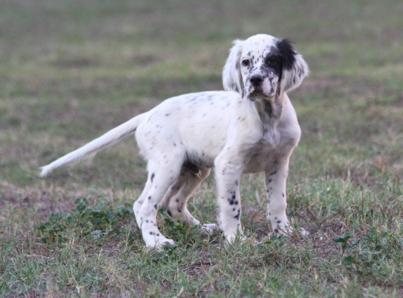 de Roc Mignon - Chiots disponibles - Setter Anglais