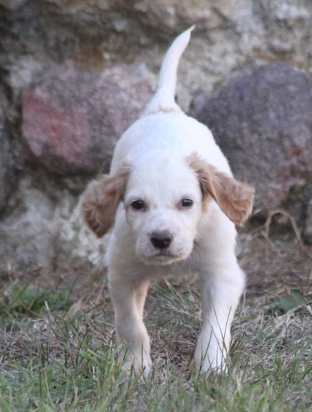 de Roc Mignon - Chiots disponibles - Setter Anglais