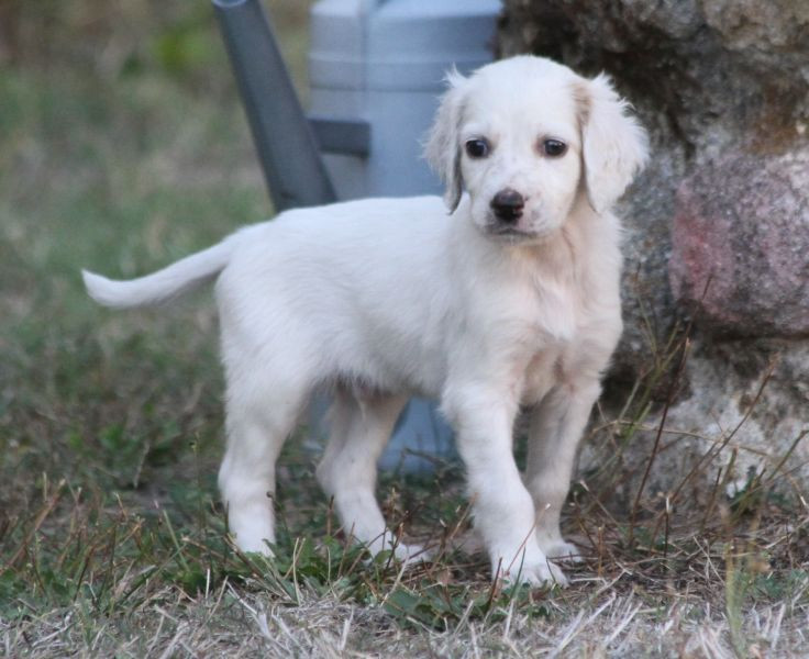 de Roc Mignon - Chiots disponibles - Setter Anglais