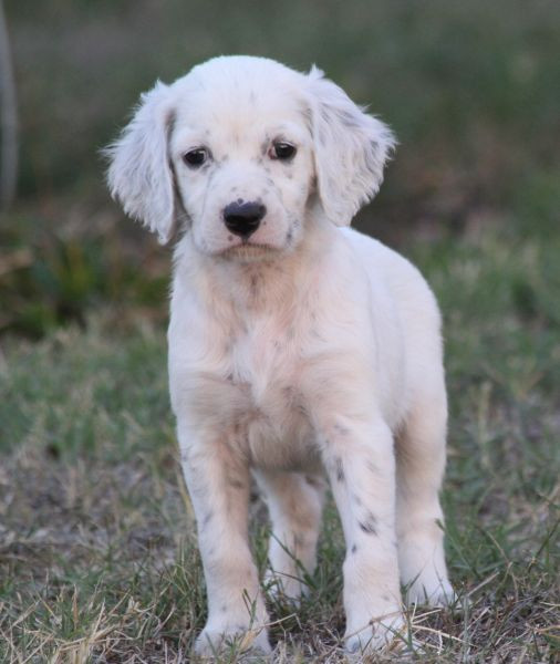 de Roc Mignon - Chiots disponibles - Setter Anglais