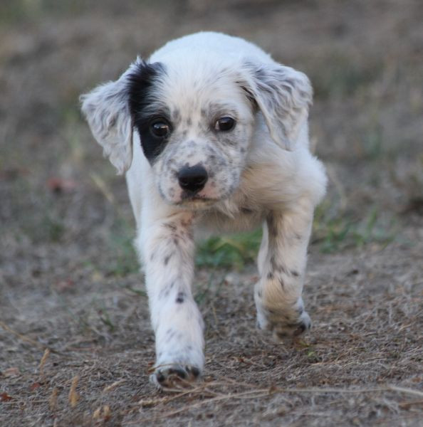 de Roc Mignon - Chiots disponibles - Setter Anglais