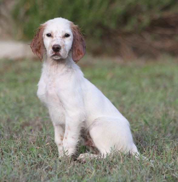 de Roc Mignon - Chiots disponibles - Setter Anglais