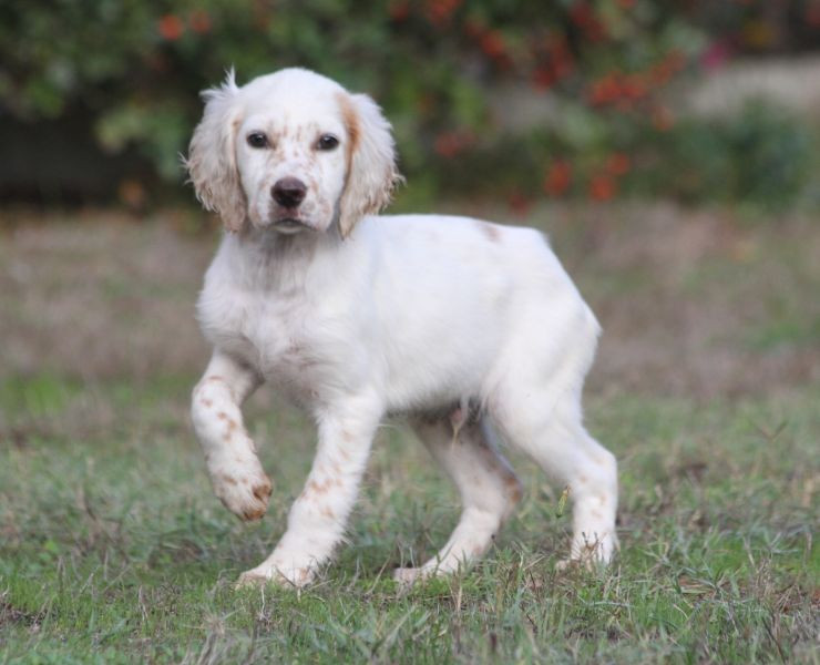 de Roc Mignon - Chiots disponibles - Setter Anglais