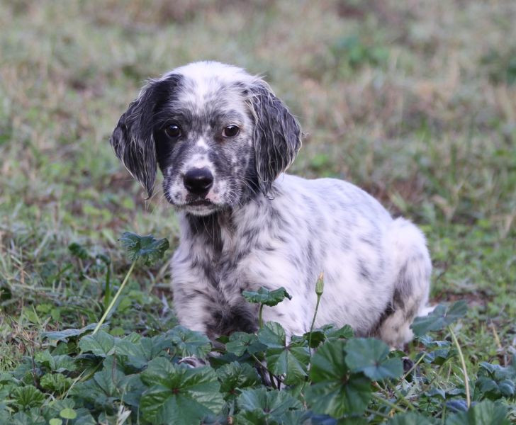 de Roc Mignon - Chiots disponibles - Setter Anglais