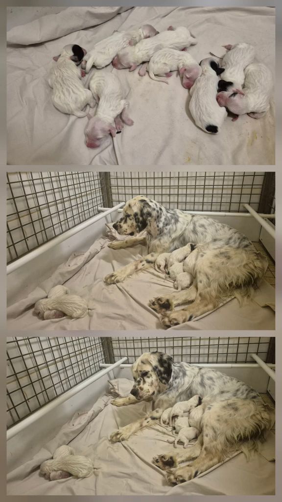 Chiot Setter Anglais de Roc Mignon