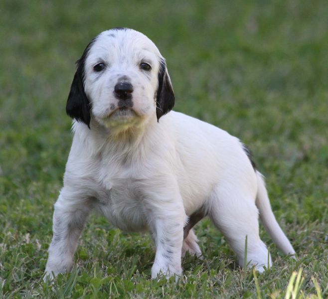de Roc Mignon - Chiots disponibles - Setter Anglais