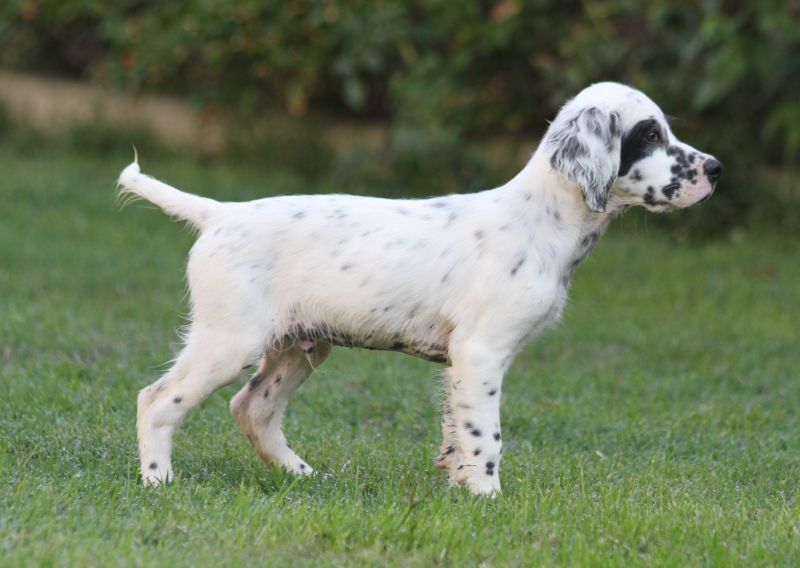 de Roc Mignon - Chiots disponibles - Setter Anglais