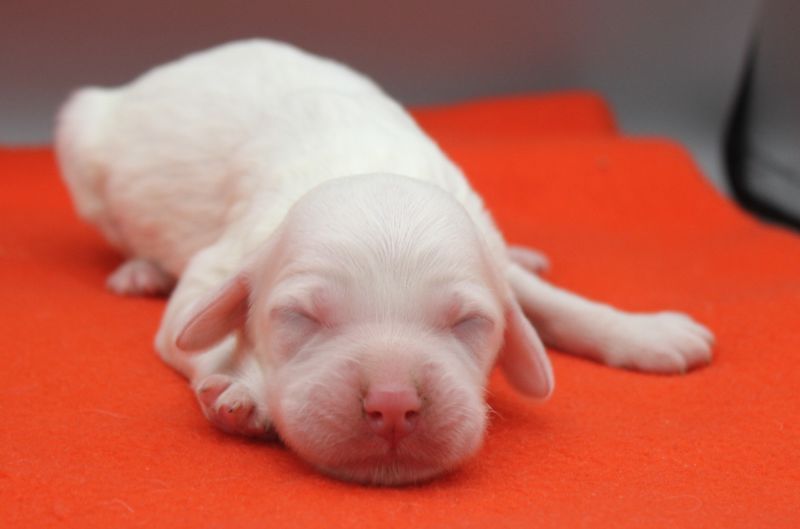de Roc Mignon - Chiots disponibles - Setter Anglais