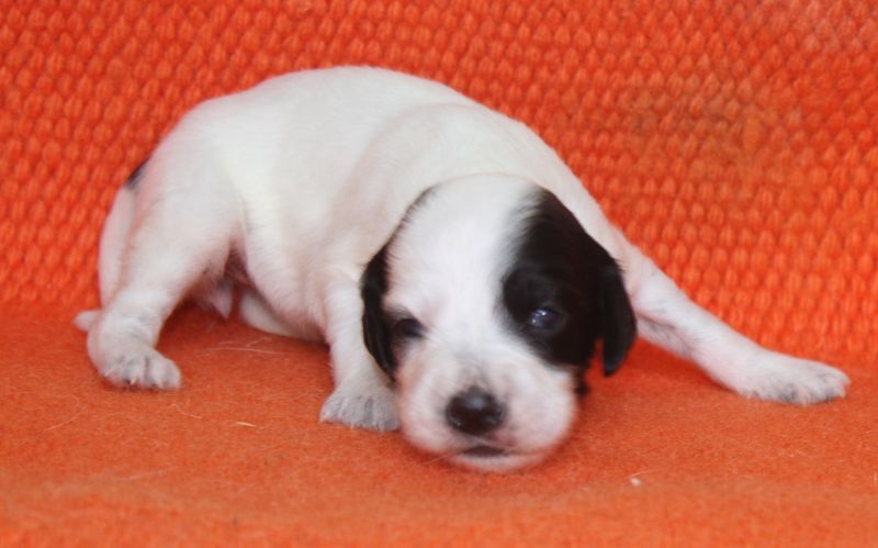 de Roc Mignon - Chiots disponibles - Setter Anglais